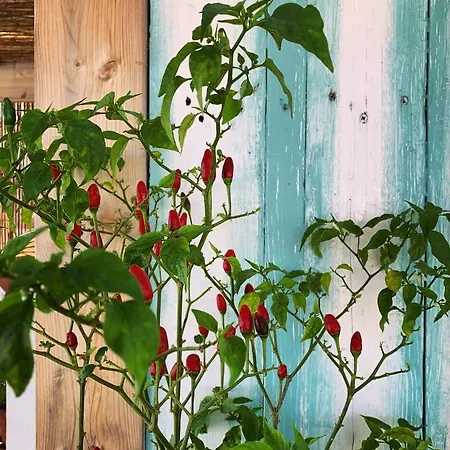 Casa Da Madalena Backpackers